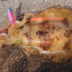 キロアオリイカ３杯